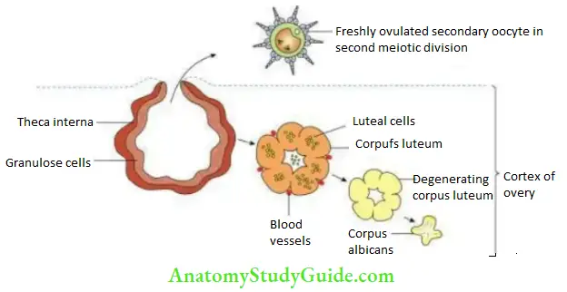 General embryology Corpus luteum.