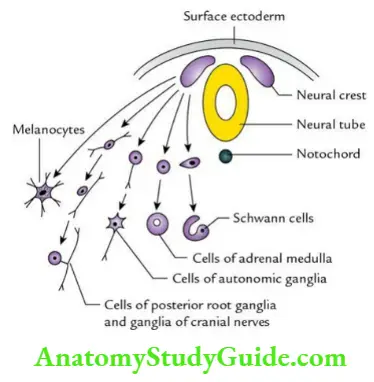 General Embryology Question And Answers - Anatomy Study Guide