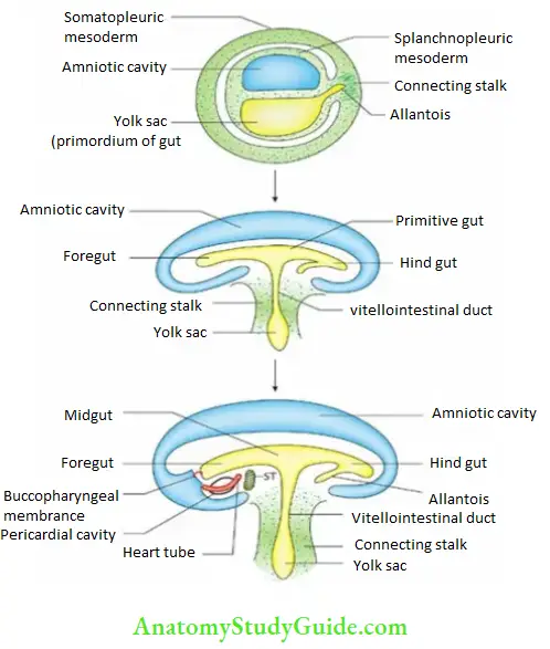 General embryology Folding of embryo.