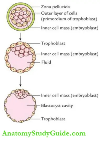 General embryology Formation of blastocyst.