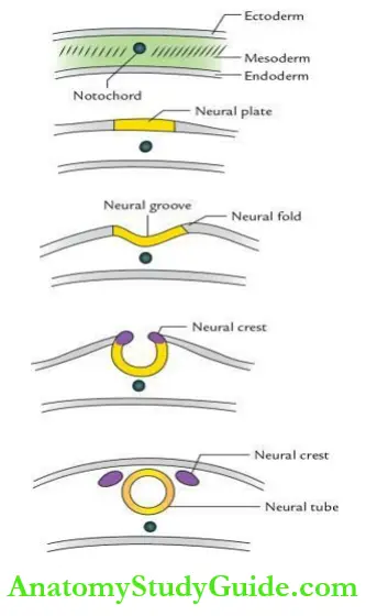 General embryology Formation of neural tube and neural crests