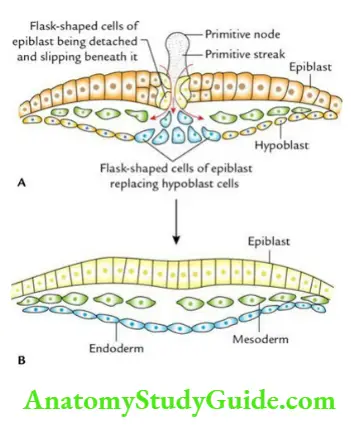 General embryology Formation of three germ layers.