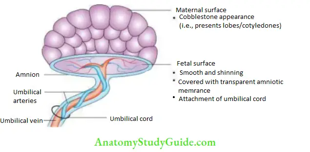 General embryology Full-term placenta.