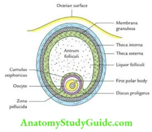 General Embryology Question And Answers - Anatomy Study Guide