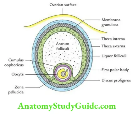 General embryology Graafian follicle.