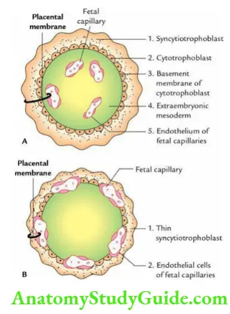 General embryology Layers of placental membrane and barrier