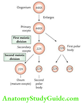 General Embryology Question And Answers - Anatomy Study Guide