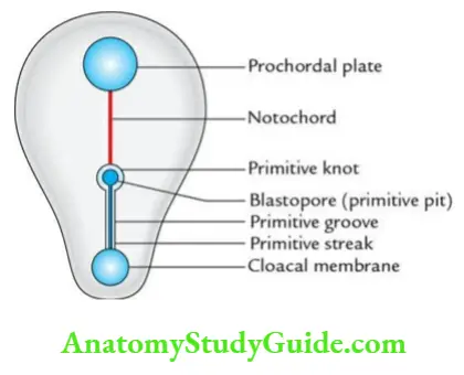 General embryology Primitive streak.
