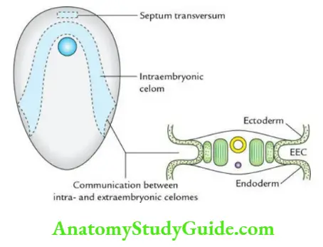 General embryology Septum transversum