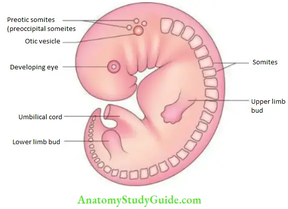 General embryology Somites