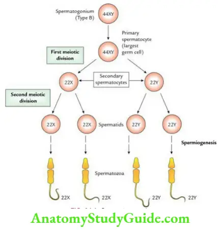 General embryology Spermatogenesis.