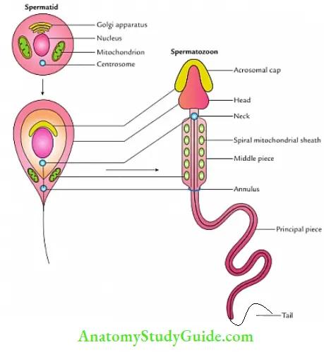 General embryology Spermiogenesis.