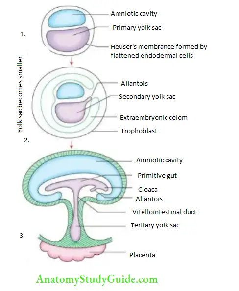 General embryology Stages of development of yolk sac