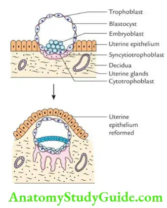 General embryology Stages of implantation.
