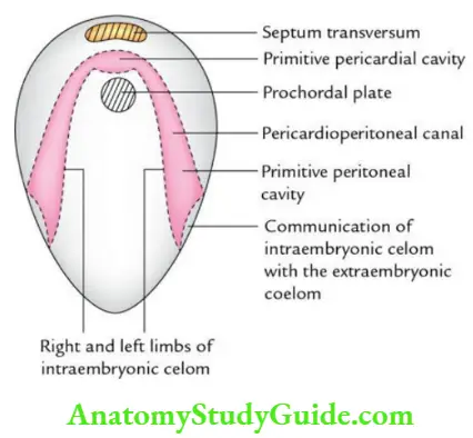 General embryology Subdivisions of intraembryonic coelom
