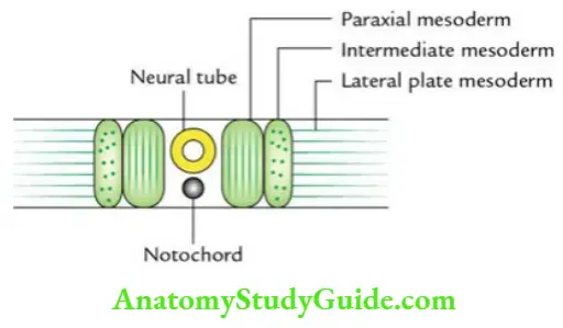 General embryology Subdivisions of intraembryonic mesoderm.