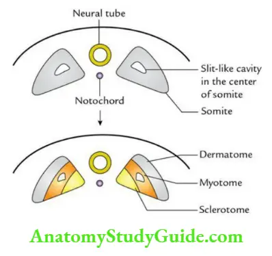 General embryology Subdivisions of the somites.