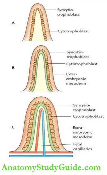General embryology Types of villi