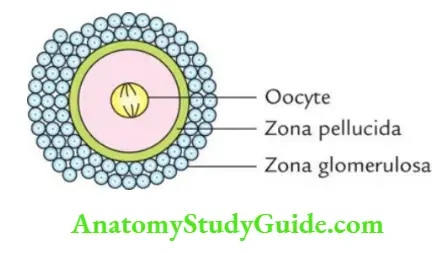 General embryology Zona pellucida.