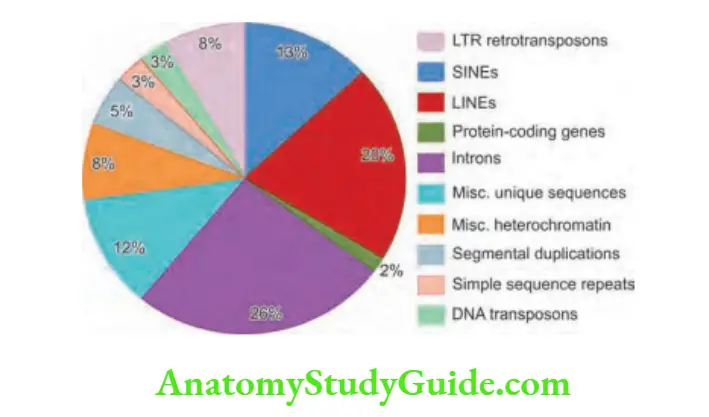Genetics Components of human genome.