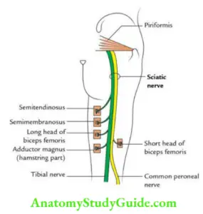 Gluteal Region Back Of Thigh And Popliteal Fossa Question And Answers ...