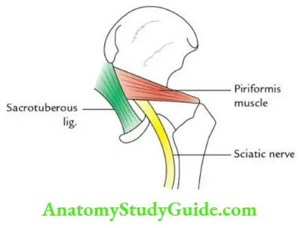 Gluteal Region Back Of Thigh And Popliteal Fossa Question And Answers ...