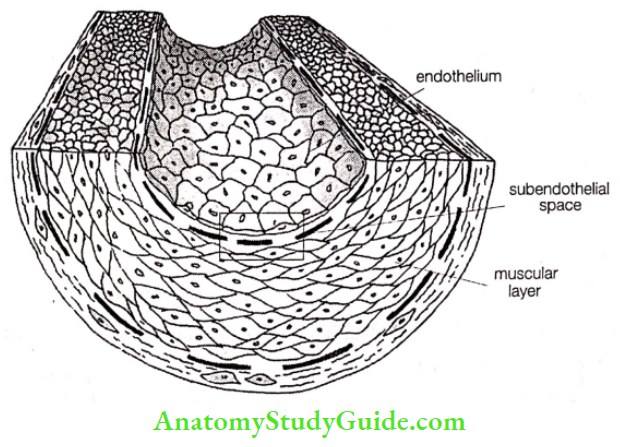 Heart Disease An Inflammatory Disease Normal Artery