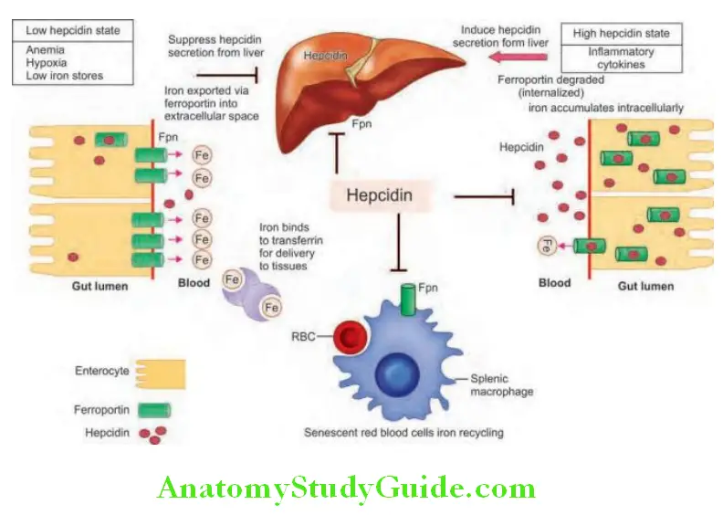 Hematology Actions of hepcidin