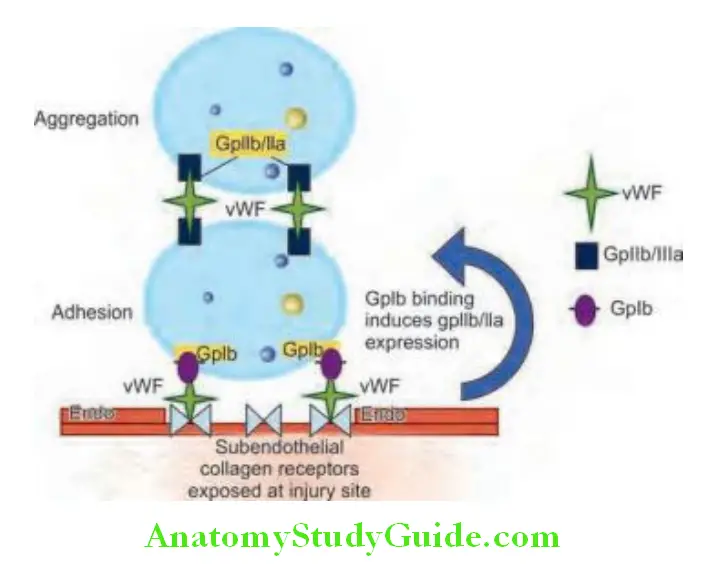 Hematology Functions of von Willebrand factor