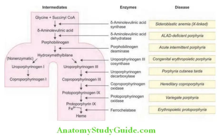 Hematology Intermediates accumulated and defiient enzyme in various porphyrias