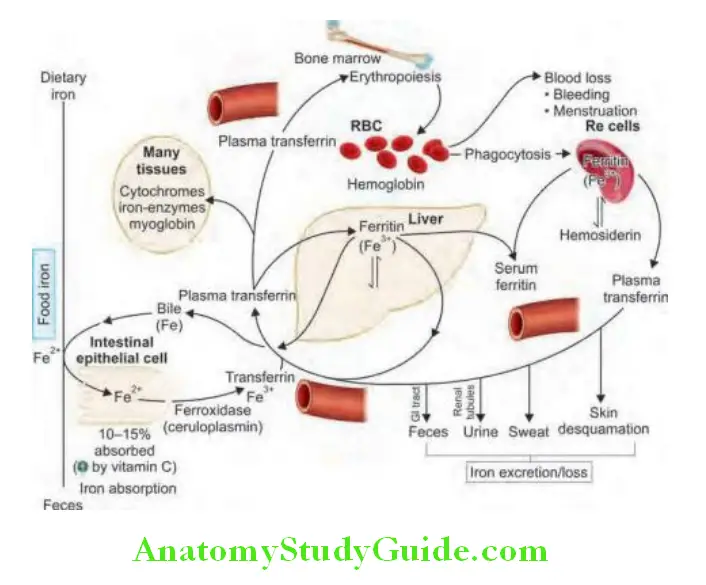 Hematology Iron metabolism