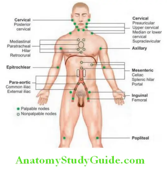 Hematology Lymph node areas