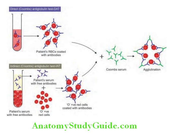 Hematology Method of direct and indirect methods of antiglobulin test Coombs test