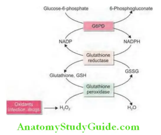 Hematology Role of G6PD against injury by oxidants