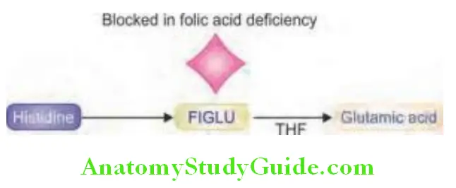 Hematology Role of folic acid in metabolism of histidine