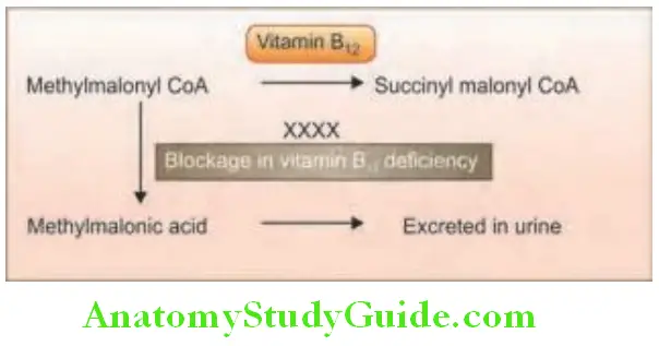 Hematology Role of vitamin B12 in methylmalonyl CoA metabolism