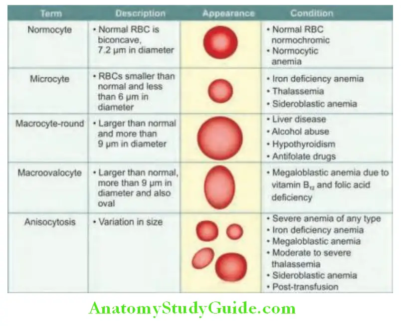 Hematology Variation in size of red blood cells and associated conditions