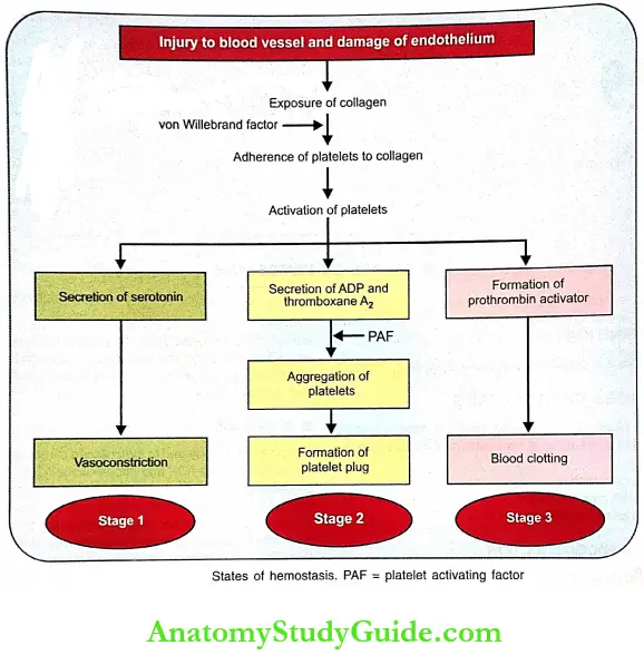 Hemostasis Physiology Notes - Anatomy Study Guide