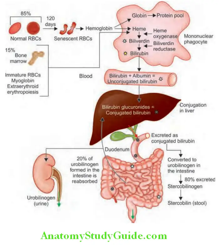 Hepatobiliary System Bilirubin metabolism