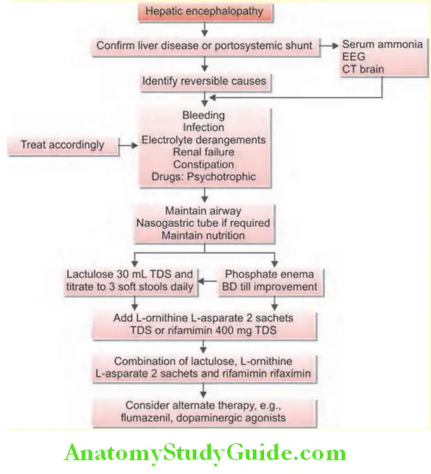 Hepatobiliary System Management of hepatic encephalopathy