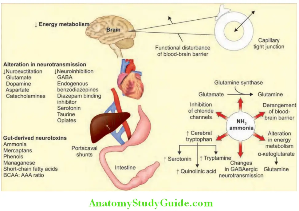 Hepatobiliary System Pathogenesis