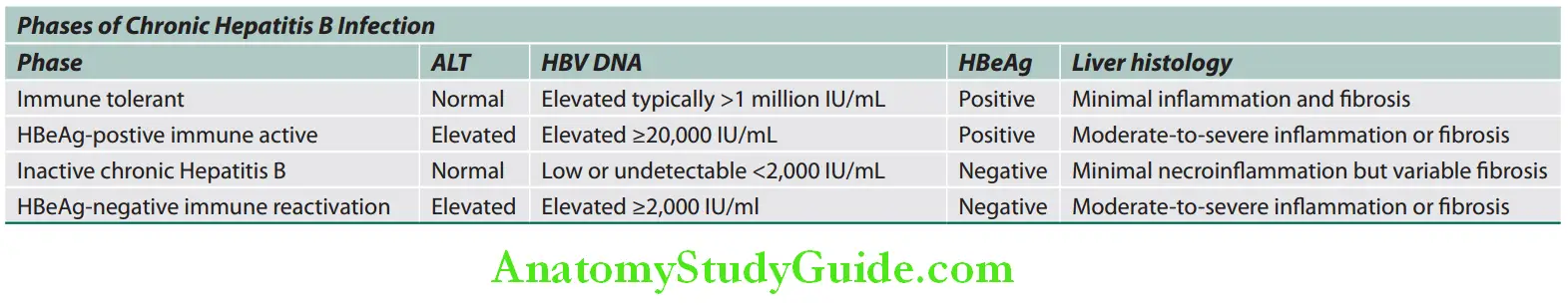 Hepatobiliary System Phases of Chronic Hepatitis B Infection