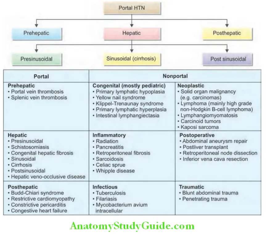 Hepatobiliary System Portal HTN