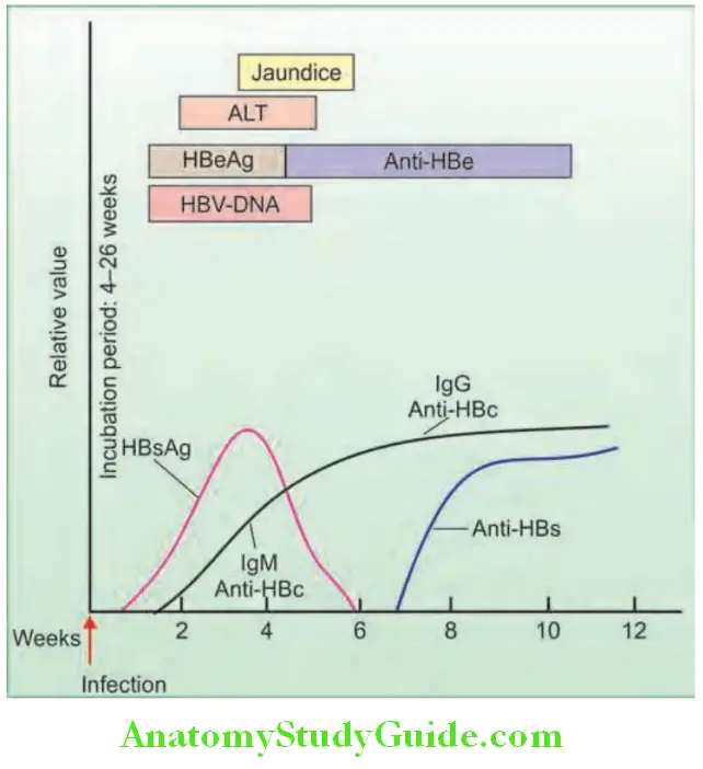 Hepatobiliary System Sequence of serologic markers in acute hepatitis with resolution caused by hepatitis B virus