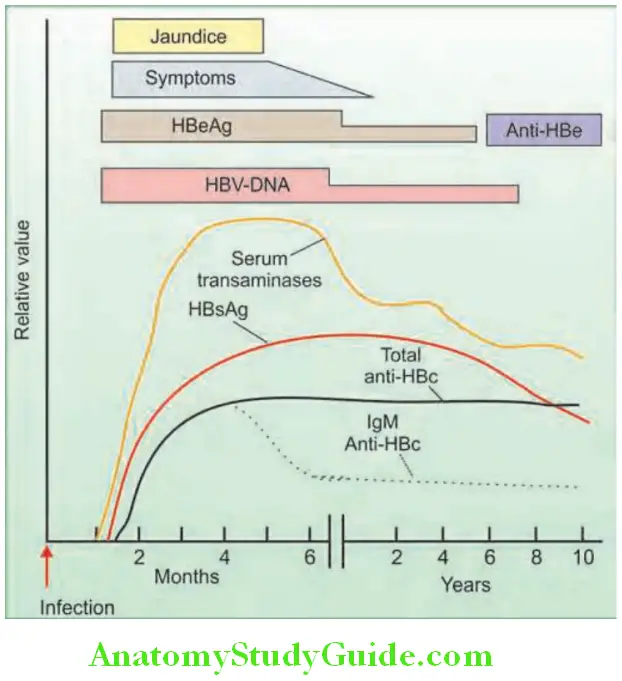 Hepatobiliary System Sequence of serologic markers in chronic hepatitis caused by hepatitis B virus