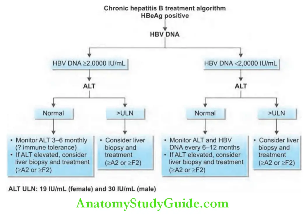 Hepatobiliary System Treatment algorithm for HBeAg-negative and HBeAg-positive chronic hepatitis B.