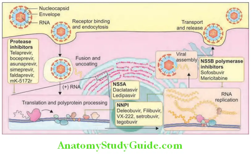 Hepatobiliary System Treatment of Chronic Hepatitis C