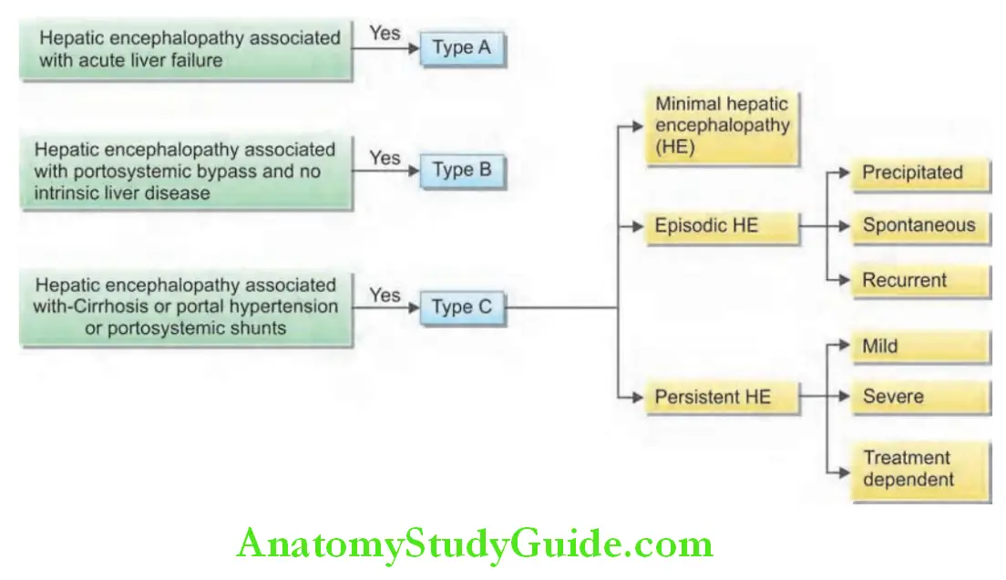 Hepatobiliary System Types of hepatic encephalopathy