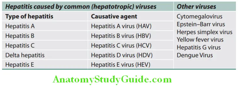 Hepatobiliary System Types of viral hepatitis