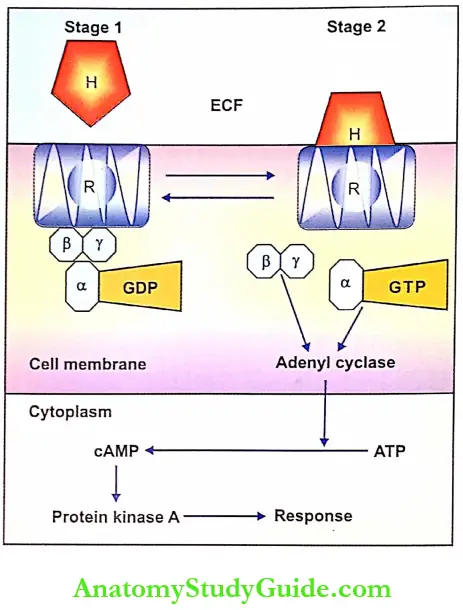 Hormones Notes Mode Of Actio Of Protein Hormones ANd Catecholamines